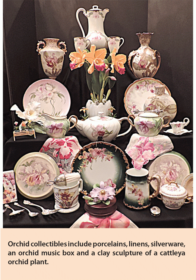 Orchid-collectibles