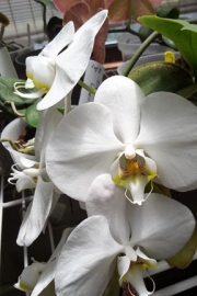 Phalaenopsis (no ID)