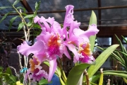 Cattleya mossiae