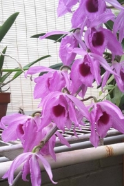 Dendrobium amosmum