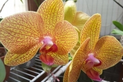 Phalaenopsis(no ID)