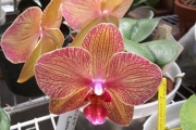 Phalaenopsis (no ID)