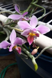 Phalaenopsis equestis