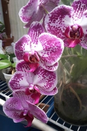 Phalaenopsis (no ID)