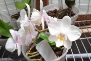 Phalaenopsis (no ID)