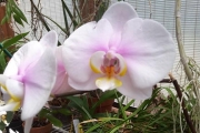 Phalaenopsis (no ID)