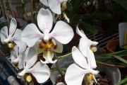 Phalaenopsis stuartiana