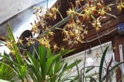 Encyclia