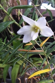 Dendrobium auriculatum