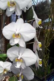 Phalaenopsis (no ID)