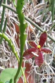 Phalaenopsis cornicervi