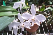 Cattleya (no ID)