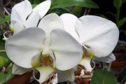 Phalaenopsis (no ID)