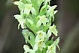 Platanthera azorica orchid