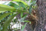 Costa Rica catasetum in tree