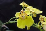 Lophiaris silverarum orchid