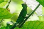 Costa Rica Lizard
