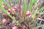 Maxillaria sanguinea
