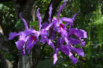 Cattleya orchids