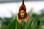 monkey faced orchid in Ecuador