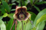 trigonopetala orchid