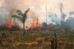 deforestation - habitat loss