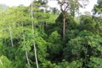 Borney rainforest being lost to palm oiul farming