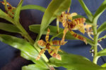 Next orchid watercolor trichoglottis fasciata