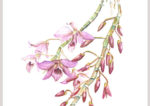 Dendrobium anosmum watercolor