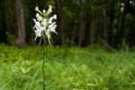 platanthera-integrilabia orchid