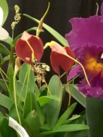 2017 West Shore (Ohio) Orchid Show