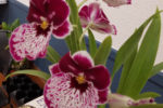 Orchid Miltonia