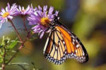 Monarch butterfly