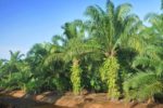 Falm Oil plantation in Costa Rica