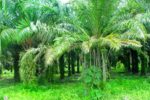 Palm Oil Farm in Costa Rica