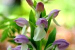 Galearis spectabilis Orchid
