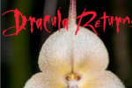 Dracula orchid