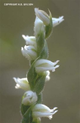 Spiranthes parksii (Navasota Ladies-tresses)