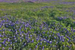 Bluebonnets