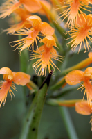 platanthera_chapmanii_in_situ_closeup_thumb