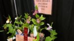 West Shore Orchid Society 2018 Show