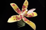 Orchidgami Palau Hyacinth