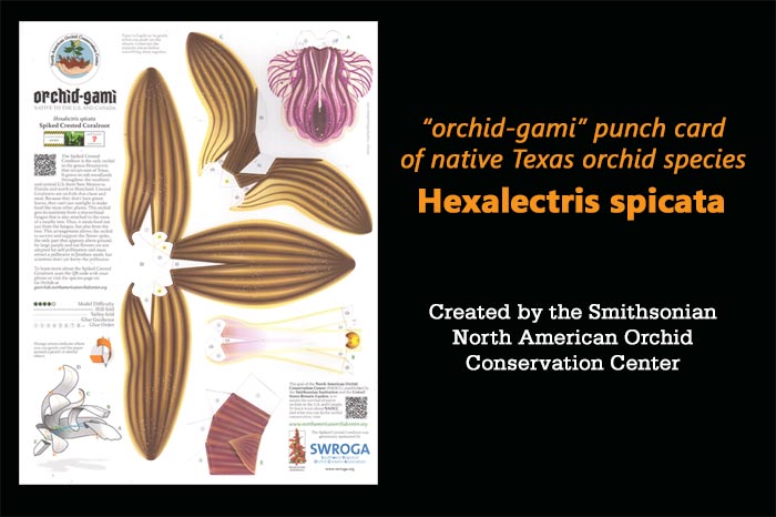 orchidgami Hexalectris spicata