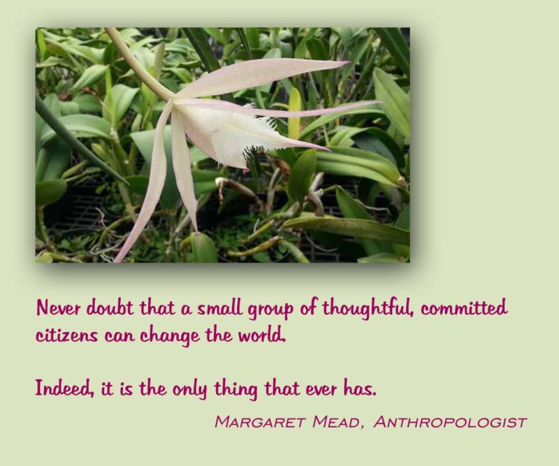 Never doubt that a small group of thoughtful, committed citizens can change the world. Indeed, it is the only thing that ever has.
