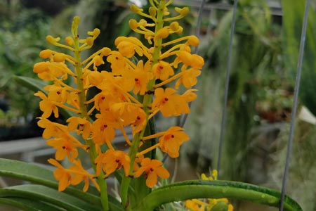 ascocentrum miniatrum