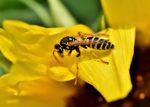 wasp pollinating flower